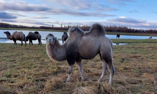 Bactrian Camels