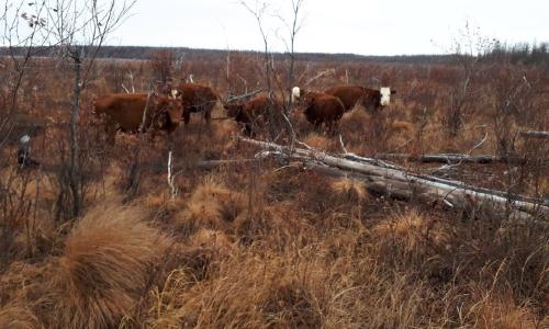 Kalmykian Cows